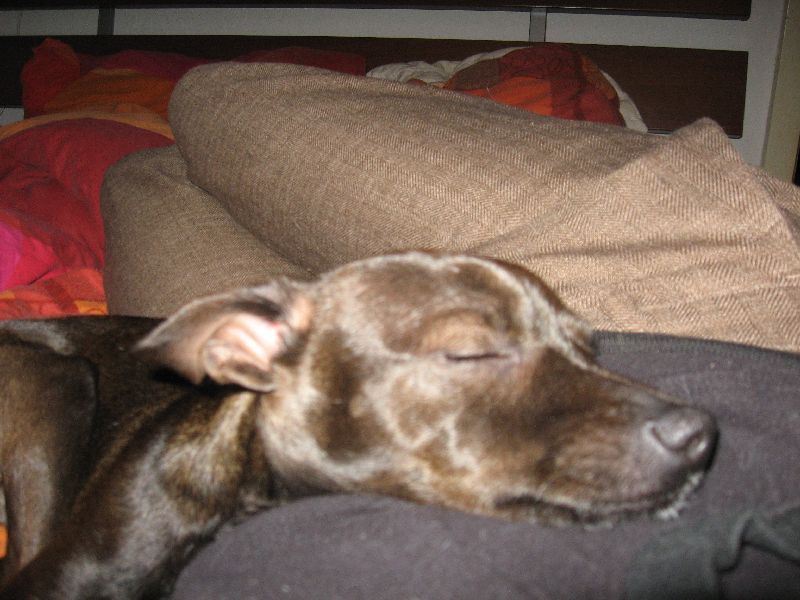 IMG_0036_800.jpg