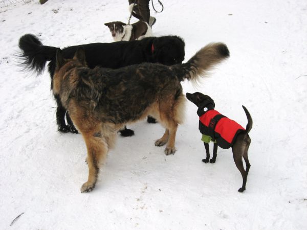 Schnee010.jpg