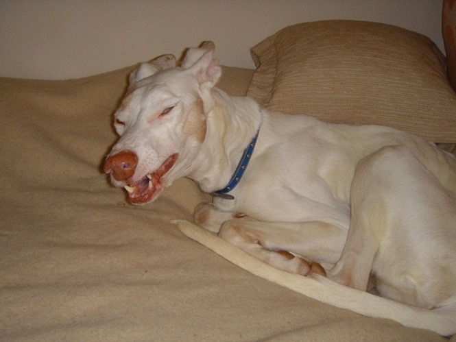 Estrella 006.JPG