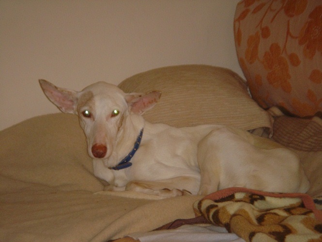 Estrella 004.JPG
