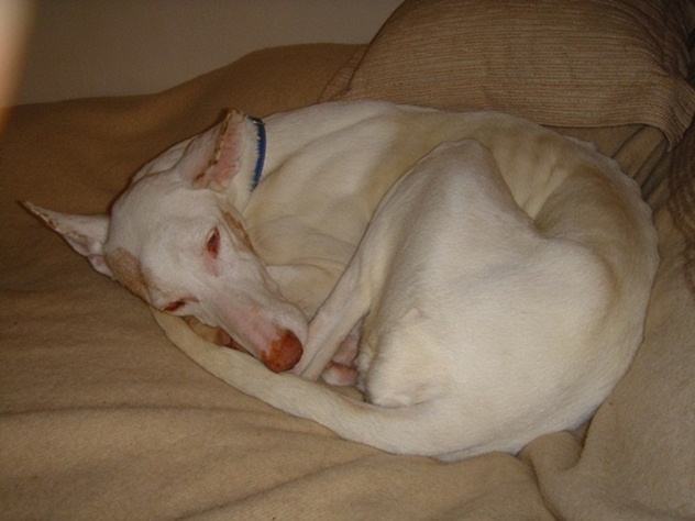 Estrella 007.JPG