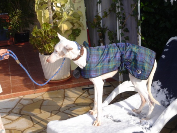 schneee  12.Febr. 2010 021.JPG