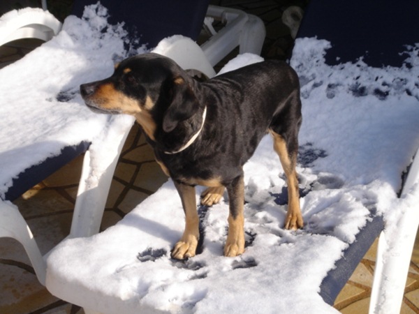 schneee  12.Febr. 2010 019.JPG
