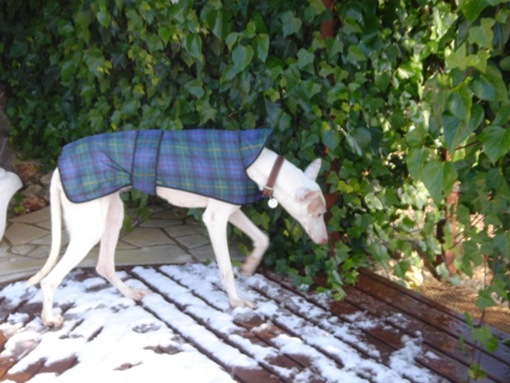 schneee  12.Febr. 2010 017.JPG