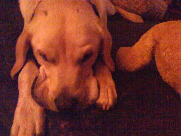 Sharpei001.jpg