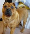 Sharpei006.jpg