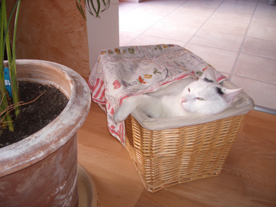 IMGP2702.JPG