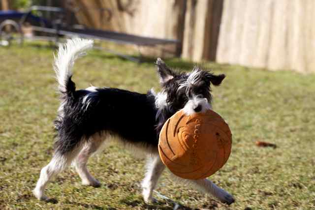 Leni mit Frisbee.jpg