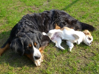 Maja und motte 2- 22.04.11.jpg