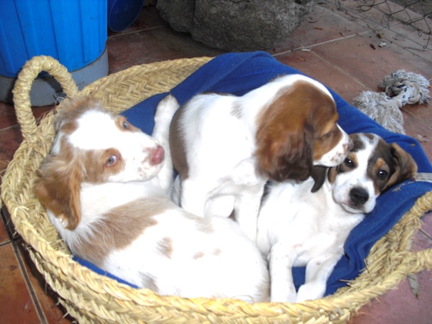 3 Kids-2 Mädels,1Junge (Brake-Spanielcocker.JPG