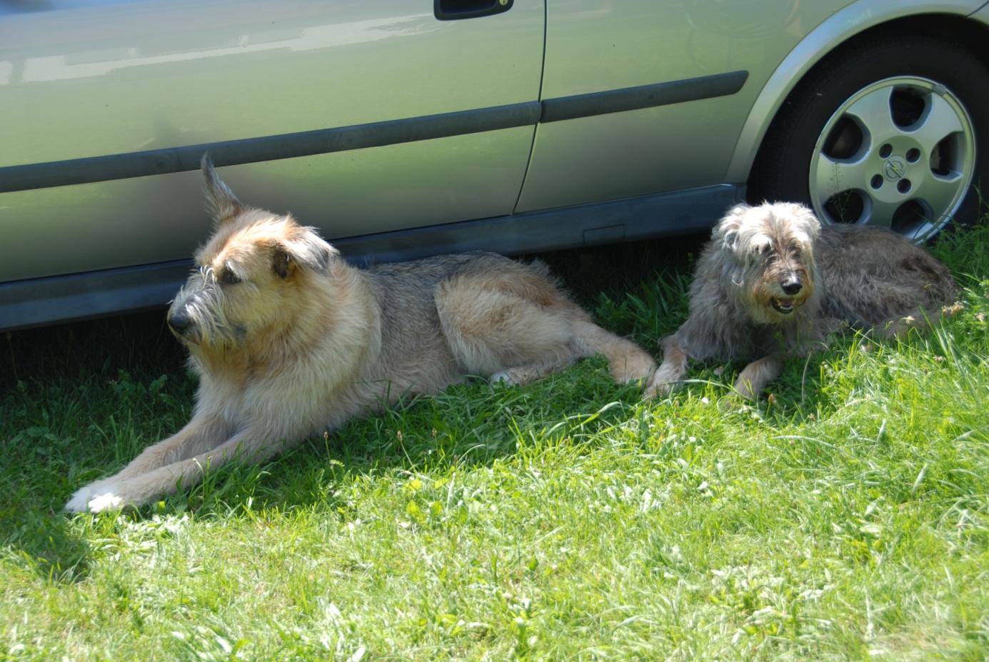 SHREK-Im Sommerurlaub.jpg