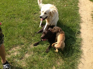 balu, marley & fozzie.jpg