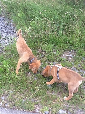 fozzie und max.jpg