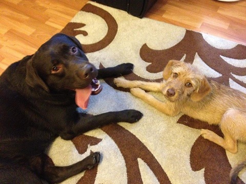 balu und fozzie.jpg