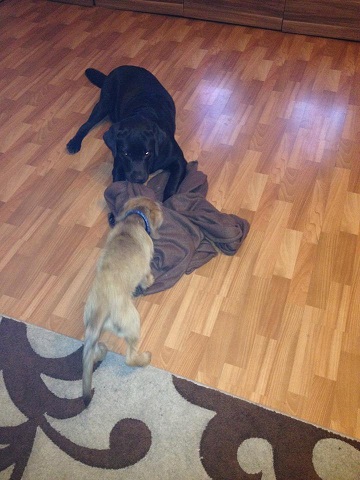 balu, fozzie.jpg