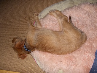 fozzie zZzzZZzz.jpg