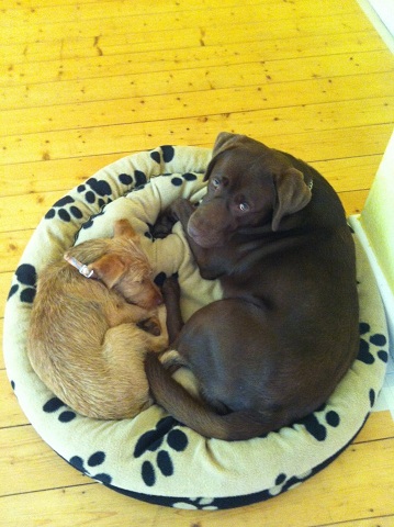 Alvin und fozzie.jpg