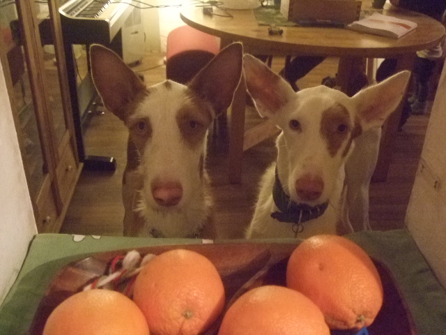 DSCF9328.JPG