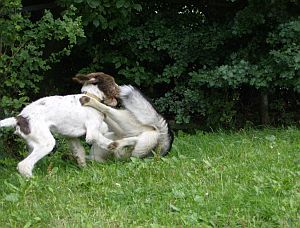 Harry und Hope I.jpg