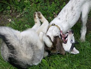Harry und Hope II.jpg