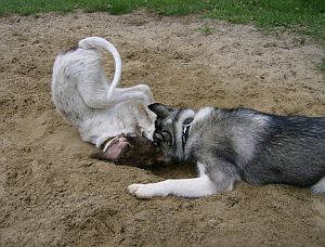 Harry und Hope III.jpg