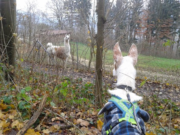 2013-12-01 12.41.37.jpg