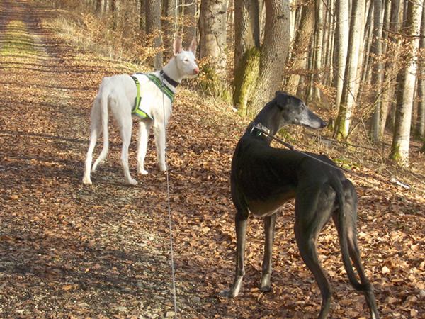 Samu Wald.JPG