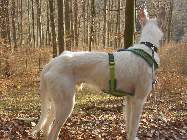 Samu Wald 1.JPG