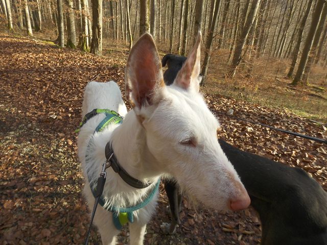 Samu Wald2.JPG