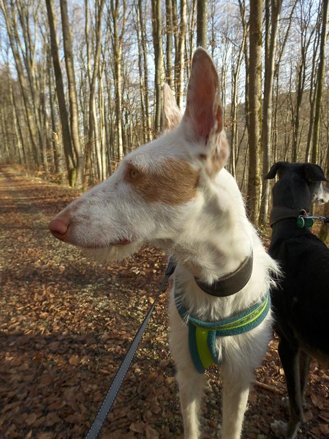 Samu Wald3.JPG