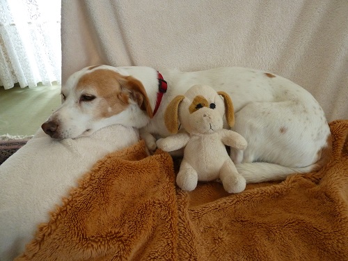 Toby2.JPG