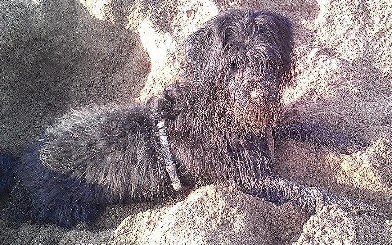 Sancho-Sand.JPG