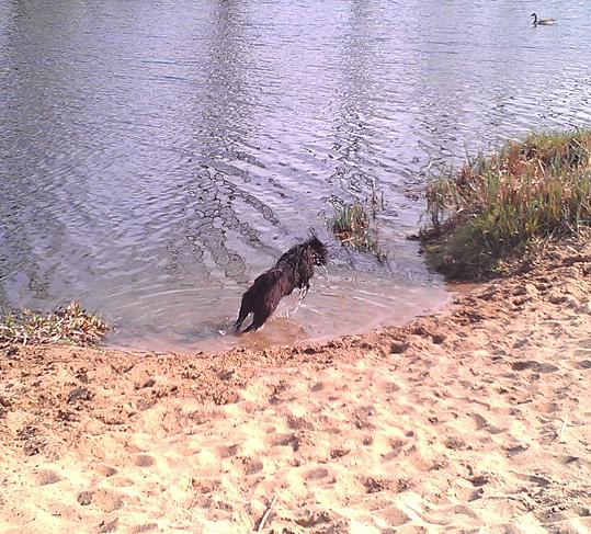 Ins Wasser springen.JPG