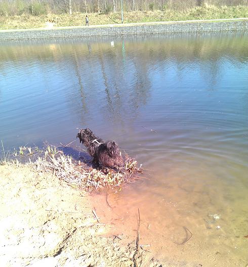 Im Wasser.JPG