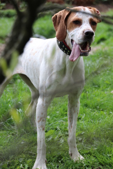 Pippa (9).jpg