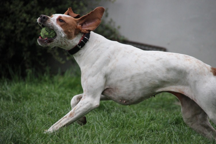 Pippa (11).jpg