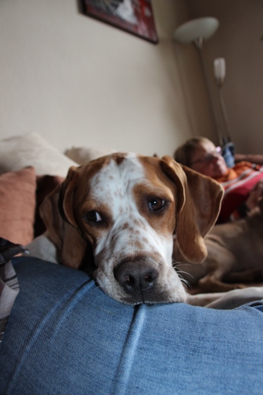 Pippa (13).jpg