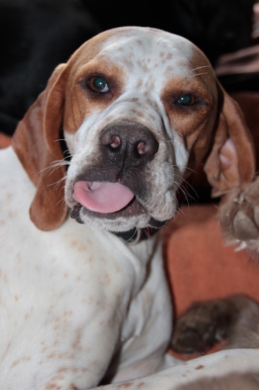 Pippa (16).jpg