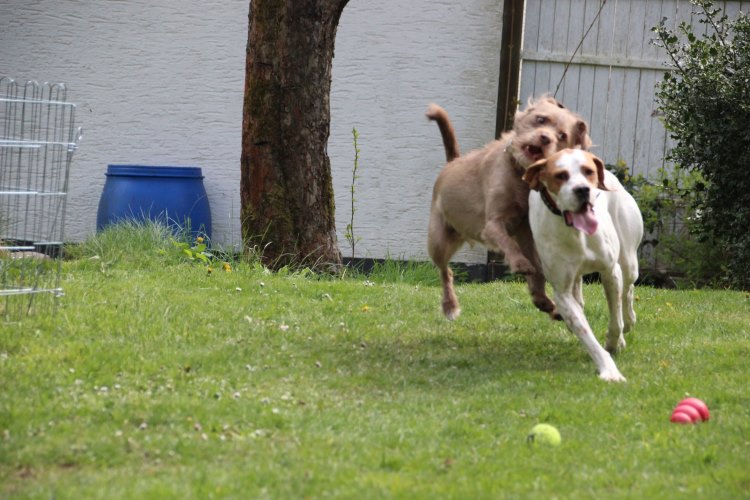 Pippa 18.04 (11).jpg