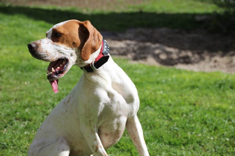 Pippa 18.04 (12).jpg