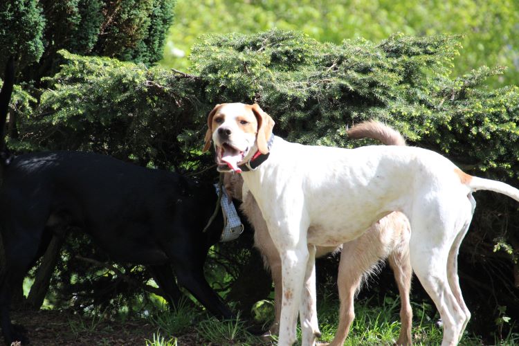 Pippa 18.04 (15).jpg