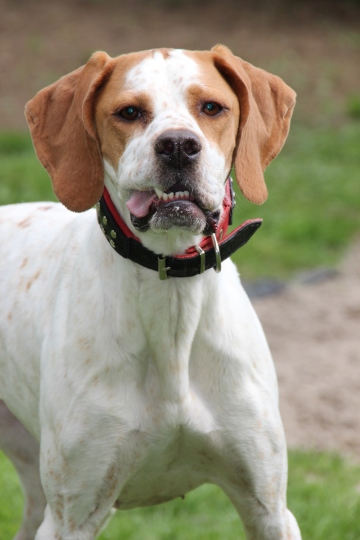 Pippa 18.04 (17).jpg