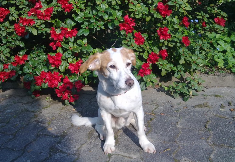 Toby am Azaleenbusch 1.jpg
