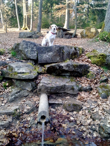 Toby an der Rot- mainquelle.jpg