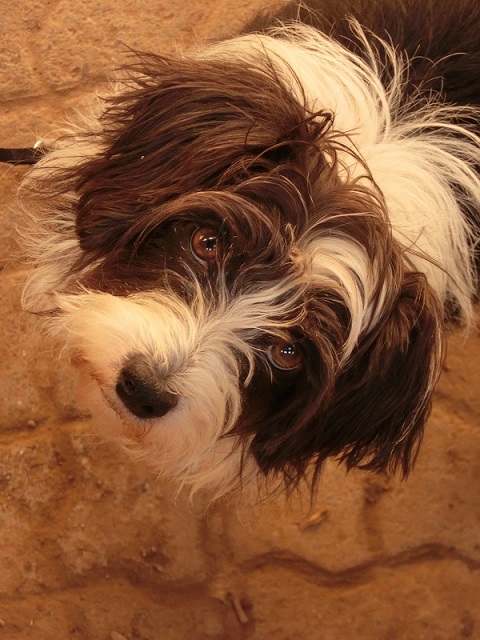 CIMG0949-klein.jpg
