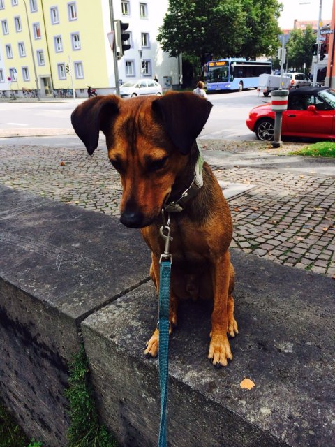 Glückspilz DAVE (2).jpg