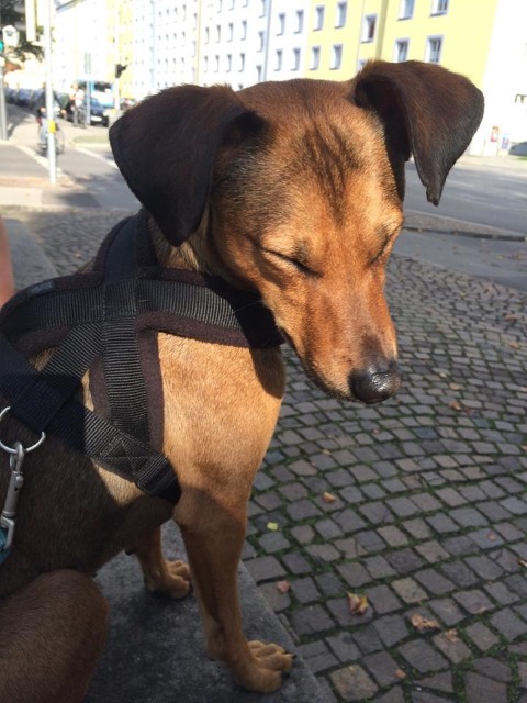 Glückspilz DAVE 1 (1).jpg