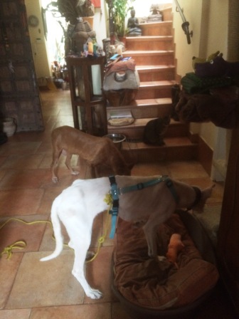 Hund und Katz.jpg