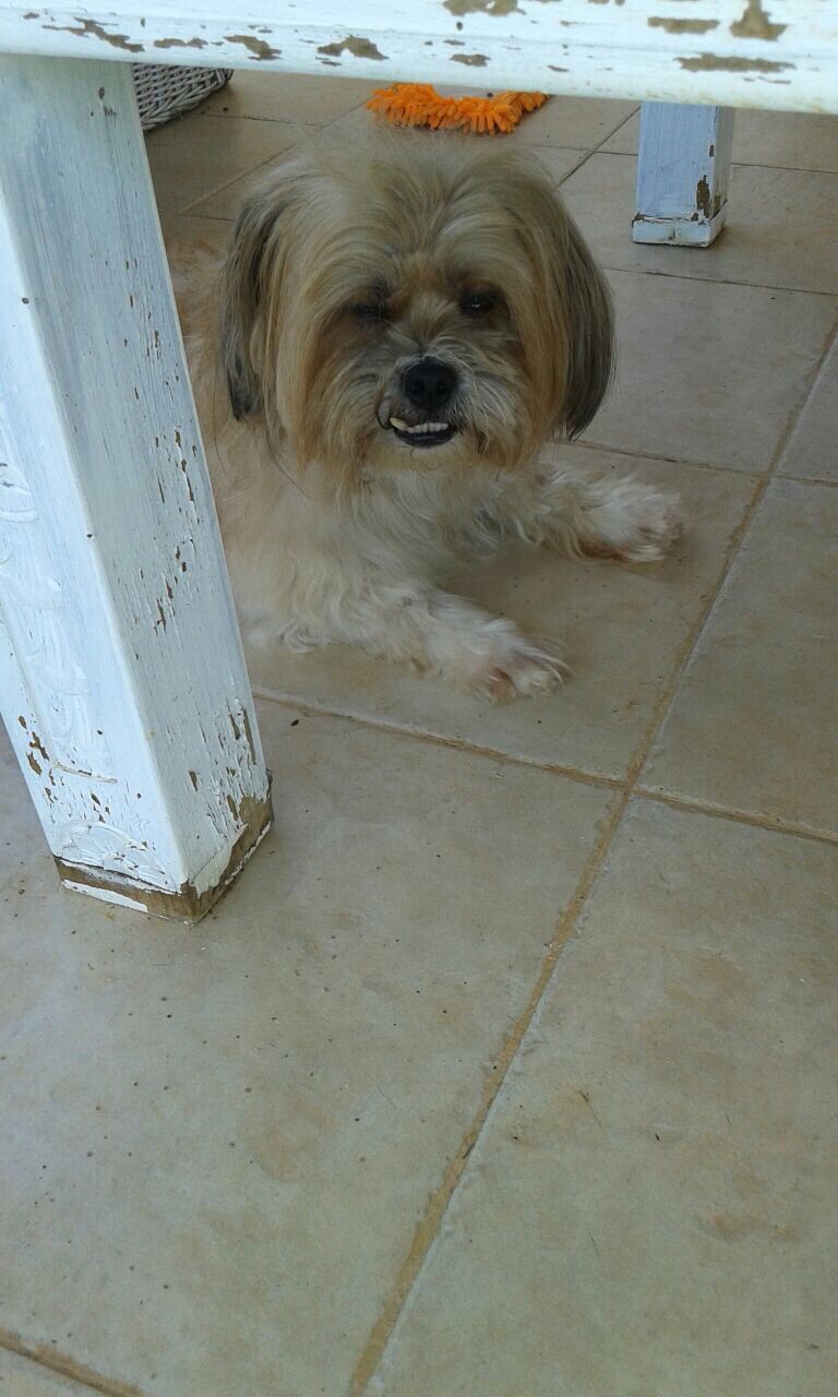 nala.jpg