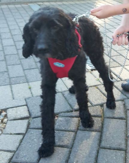 Frisch vom Hundefriseur.jpg